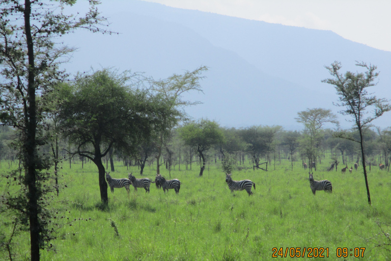 Uganda: 3 Days Exploring Pian Upe Wildlife Reserve