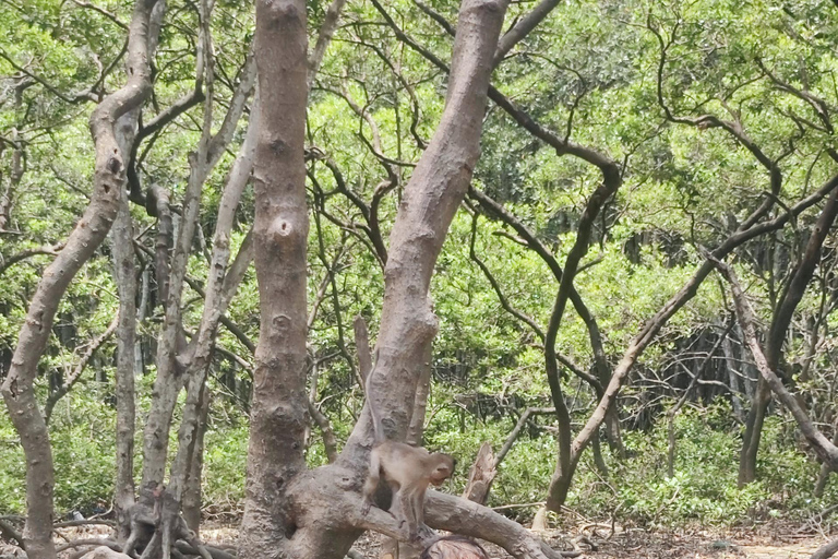 Visite d&#039;une jounée de la forêt de mangroves de Can Gio et de l&#039;île aux singes