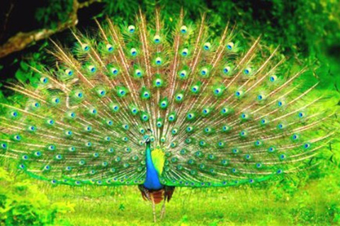 Da Panadura, Wadduwa, Waskaduwa a Ella, passando per Yala Safari e altroPanadura, Wadduwa, Waskaduwa a Ella, via Yala Safari e altro