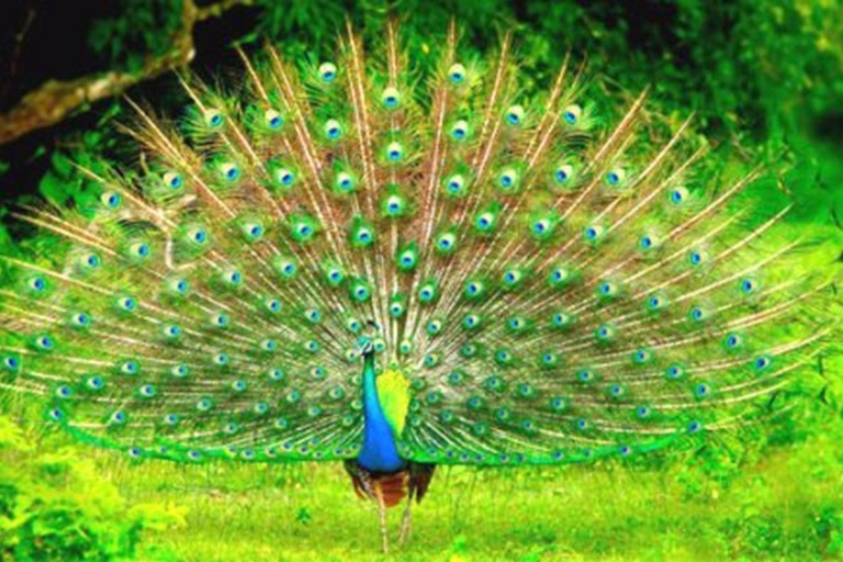 Da Panadura, Wadduwa, Waskaduwa a Ella, passando per Yala Safari e altroPanadura, Wadduwa, Waskaduwa a Ella, via Yala Safari e altro