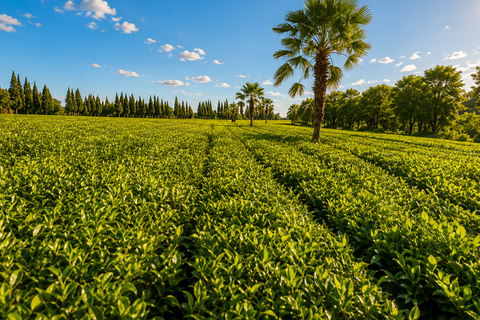 Lankaran & Lerik: Tea Plantations, Lake & Waterfalls