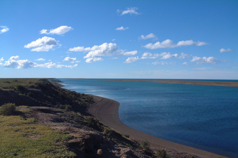 From Puerto Madryn: Full-Day Valdes Peninsula Tour