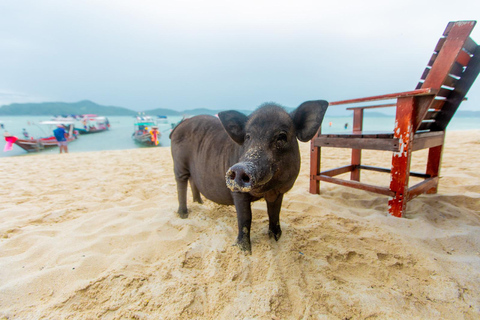 Koh Samui: Avvistamento dei delfini rosa e tour in motoscafo dell&#039;isola di Pig