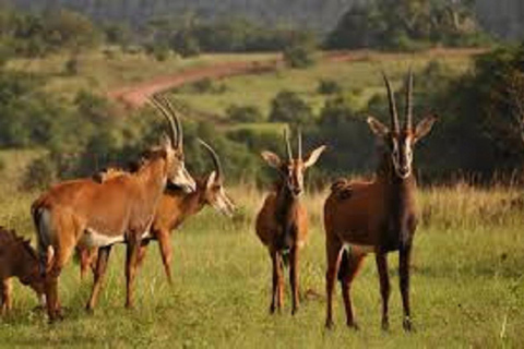 Shimba Hills: Pirschfahrt, Wasserfall-Wanderung und Mittagessen