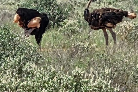 Mombasa/Diani: Taita Hills 2-Day Safari with Meals & Pickup