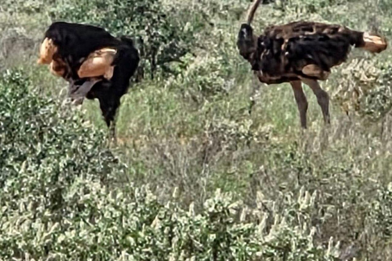 Mombasa/Diani: Taita Hills 2-Day Safari with Meals & Pickup