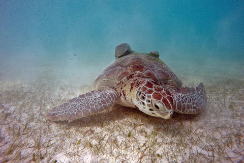 Akumal: Tsuuk Park Entry with Turtles Snorkeling Tour
