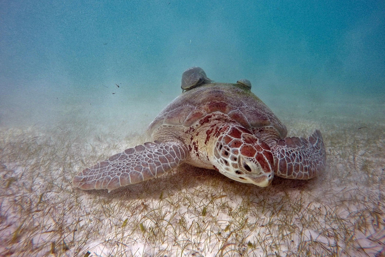 Akumal: Tsuuk Park Entry with Turtles Snorkeling Tour