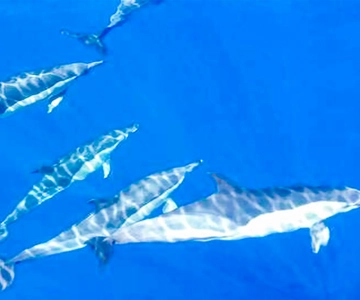 Los Gigantes: Whales and Dolphin Watching Cruise with Lunch