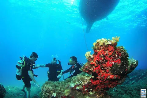 Ibiza Scuba Diving for Beginners and Snorkeling