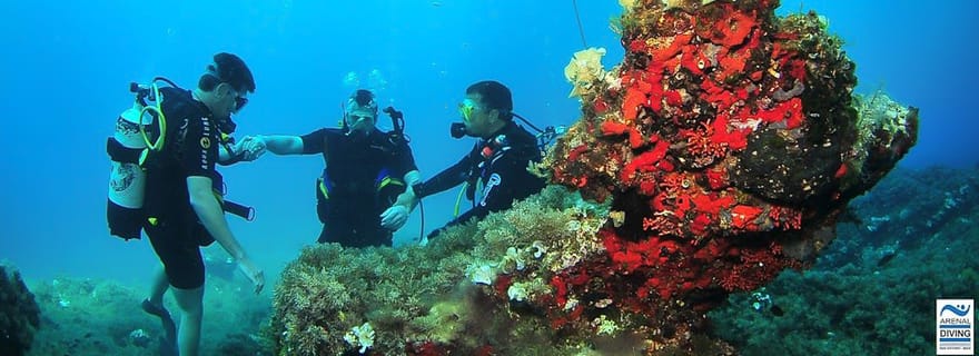 Ibiza : essayez la plongée sous-marine et le snorkeling en bateau
