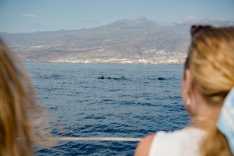 Jachttocht om walvissen en dolfijnen te spotten in Puerto Colon