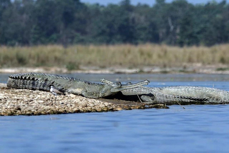 Desde Katmandú: Excursión de 3 días al Parque Nacional de Chitwan