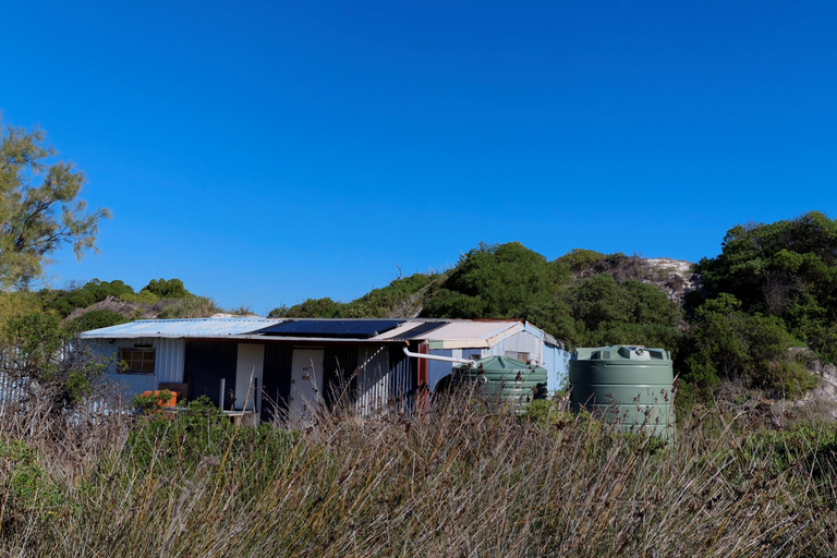 From Perth: Koala, Pinnacles Stargazing Day Tour