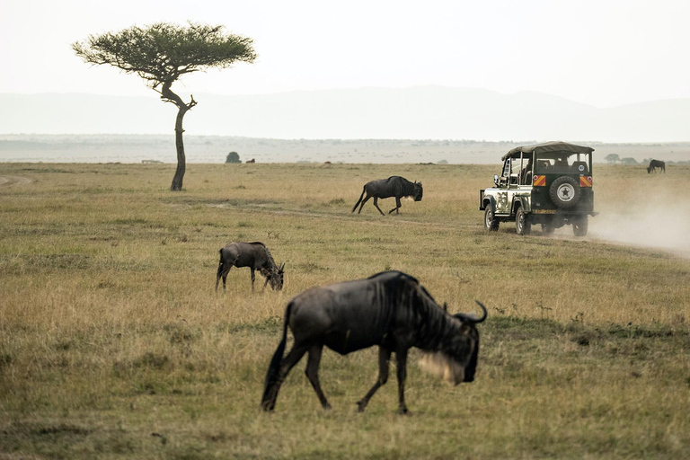 Masai Mara: 3 Days 2 nights Private Safari in a 4X4 Jeep Masai Mara: 3 Day Private Safari in a 4X4 Jeep Midrange