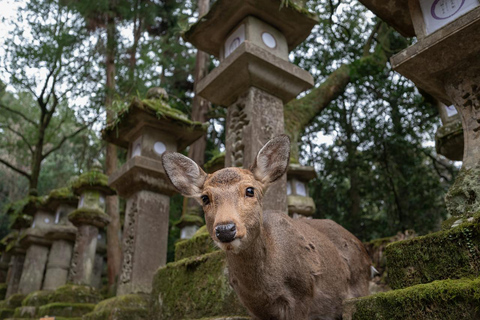 Viagem de 1 dia fretada em Kansai com 10 horas de duração｜Cidade de Nara