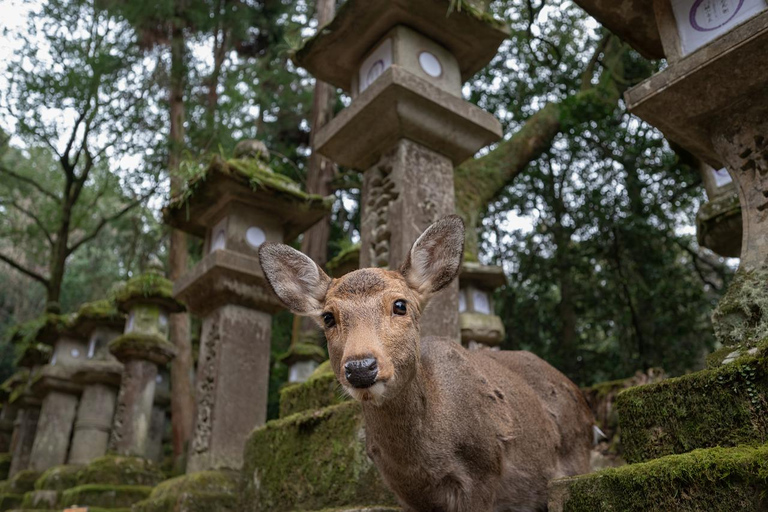 Excursión de un día en Kansai de 10 horas｜Ciudad de Nara