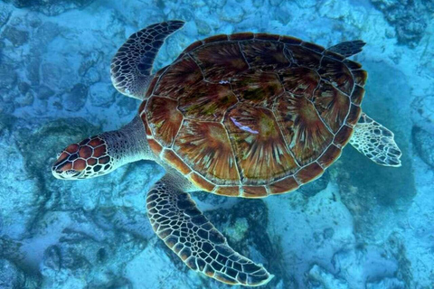 Kryddgårdsrundtur, Jozani-skogen, Salaam-grottan och Mtende-stranden