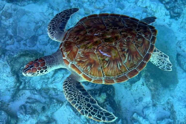 Kryddgårdsrundtur, Jozani-skogen, Salaam-grottan och Mtende-stranden