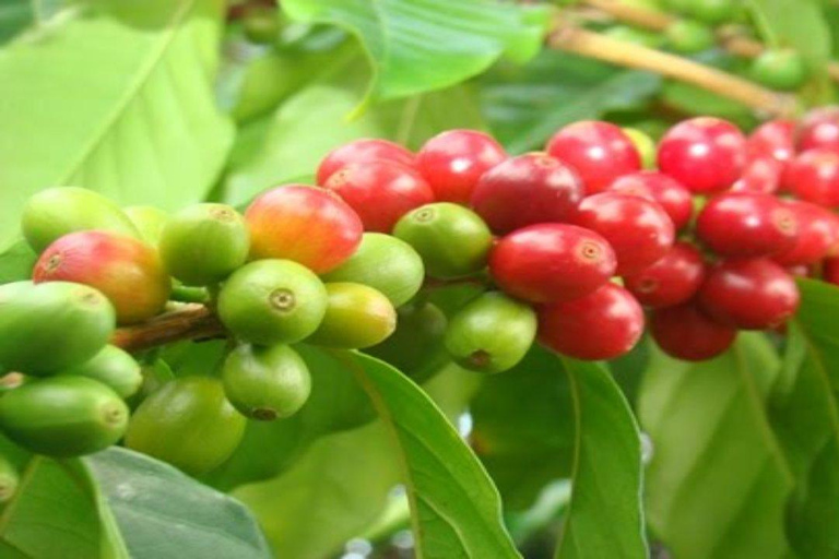 Coffee Farm Tour (Fairview)