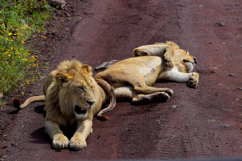 Arusha: Ngorongoro Crater Full-Day Safari Ngorongoro Crater: Full Day Safari