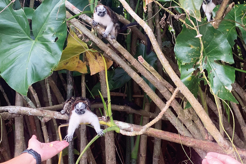 Panama : L&#039;île aux singes et l&#039;écotourisme du canal de Panama