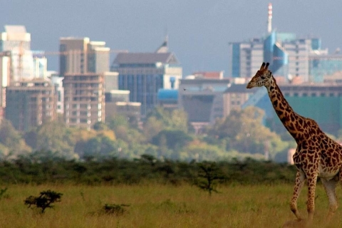 Nairobi: National Park, Baby Elephant, & Giraffe Center Tour