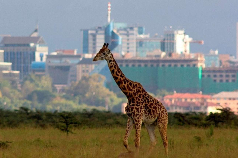 Promenade dans le parc national de Nairobi avec prise en charge et retour gratuits