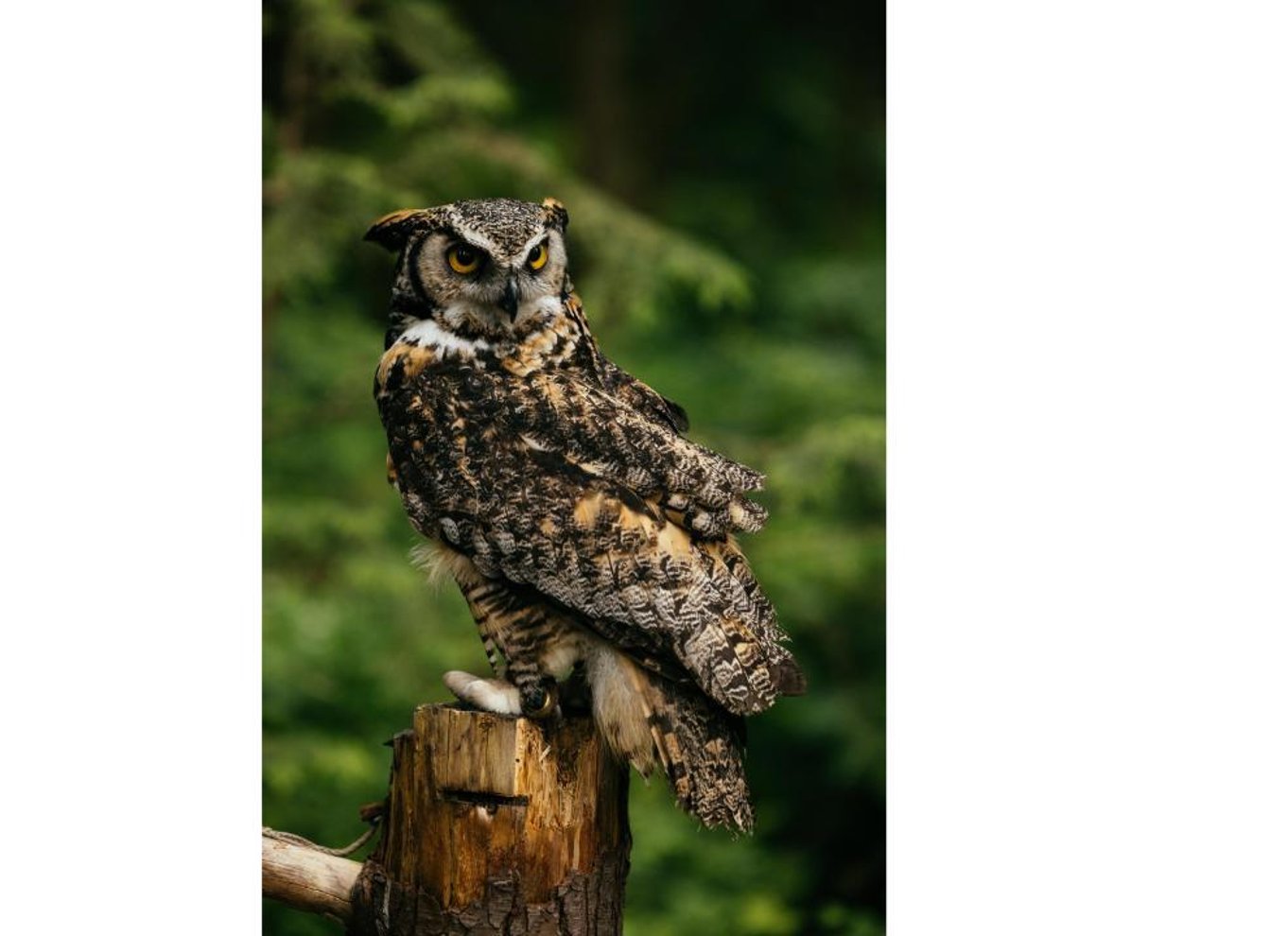 Vancouver: Capilano Suspension Bridge Park billet