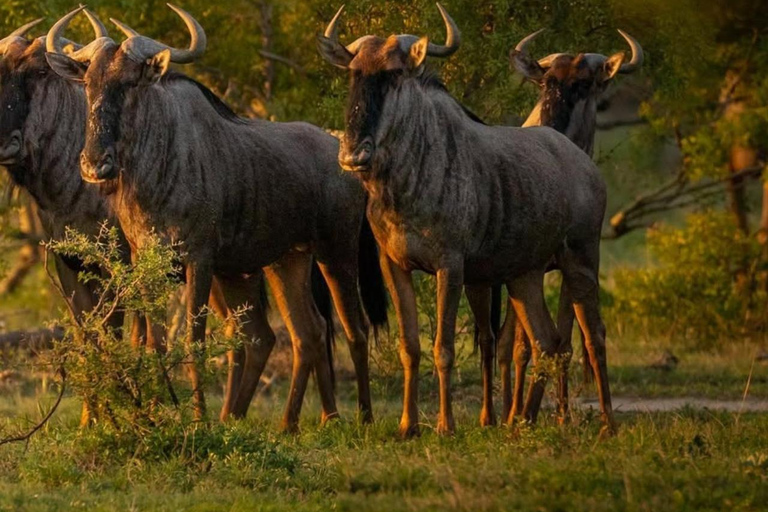 2-dniowe safari w Parku Narodowym Nyerere z Zanzibaru