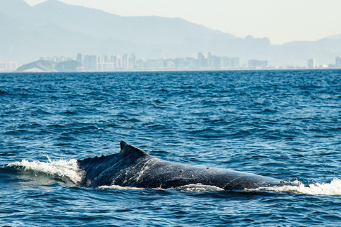 The Rio´s Ultimate Whale Whatching Experience THE RIO´S ULTIMATE WHALE WHATCHING