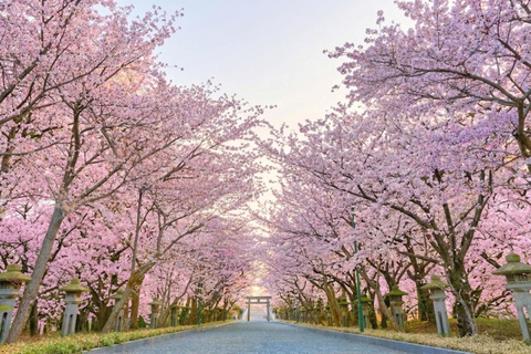 From Sapporo: Otaru and Hokkaido Shrine Day Trip Shared Tour, Meet at Sapporo Station