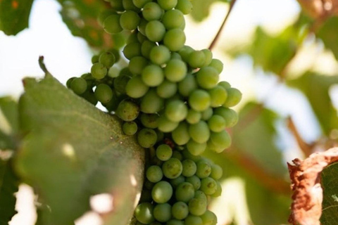 圣托里尼：有机农场私人农业教育之旅圣托里尼岛：私人农业教育参观有机农场