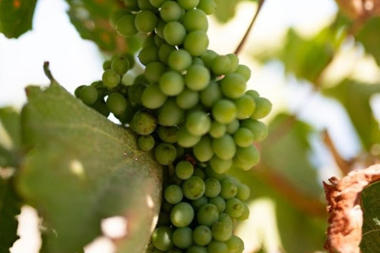 圣托里尼：有机农场私人农业教育之旅圣托里尼岛：私人农业教育参观有机农场