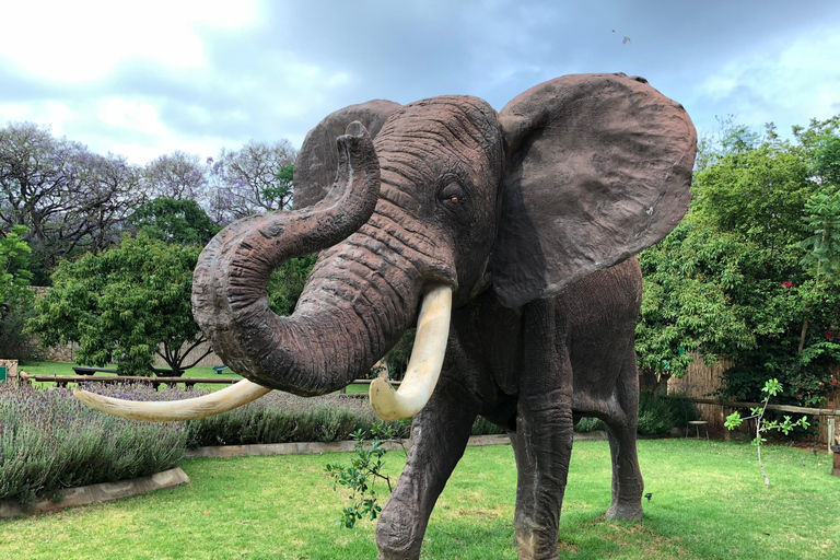 Elephant Sanctuary Tour from Johannesburg