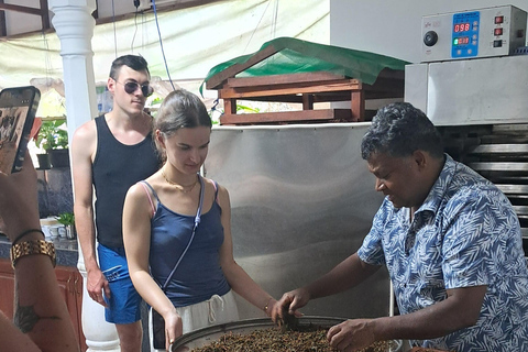 Ella: Organic Tea Plantation Tour with Tea Making & Tasting