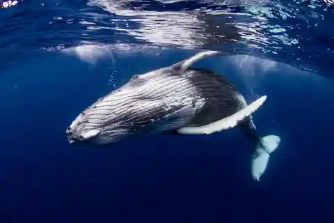 Private excursion: humpback whale watching and swimming in Moorea