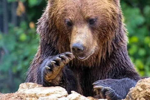 Cave Valley, Râșnov Fortress, Bran Castle & Bear Sanctuary