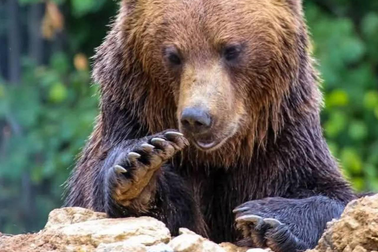Cave Valley, Râșnov Fortress, Bran Castle & Bear Sanctuary