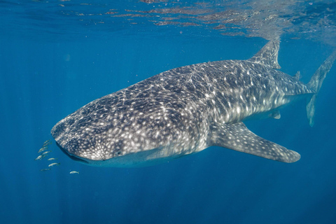 Perth: 8-Day Exmouth Tour with Ningaloo Reef Comfort Tour Twin Share Room (Adults only)