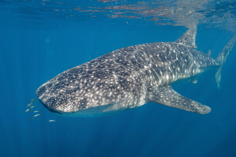 Perth: 8-Day Exmouth Tour with Ningaloo Reef Comfort Tour Twin Share Room (Adults only)