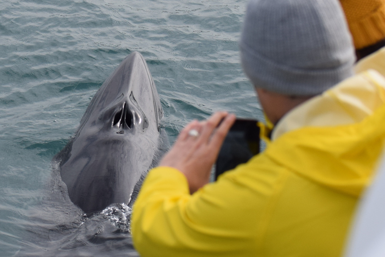 Húsavík: Whale Watching Tour with Heated Indoor Seating