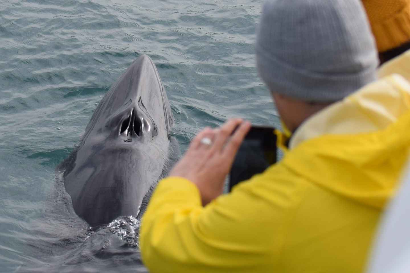 후사비크: 가족이 운영하는 고래 관람 투어