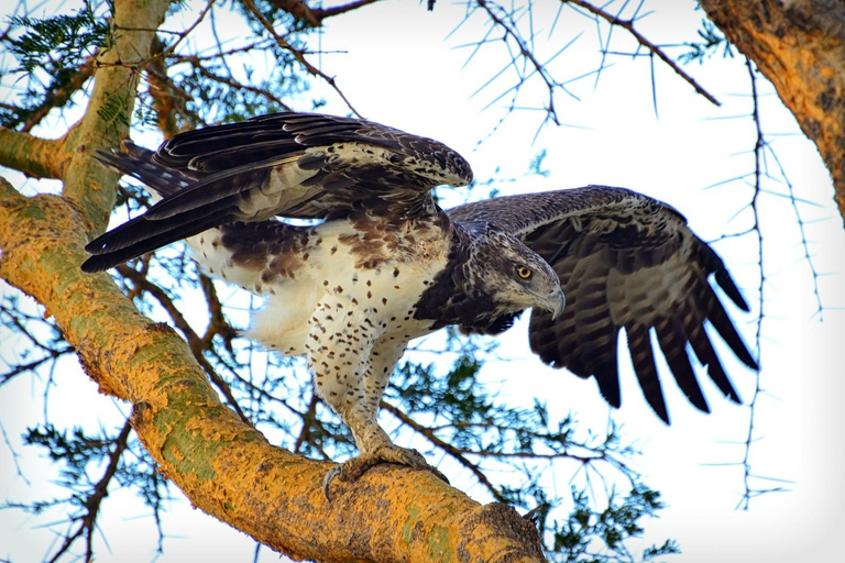 从桑给巴尔出发：米库米 2 日野游、马赛村和航班