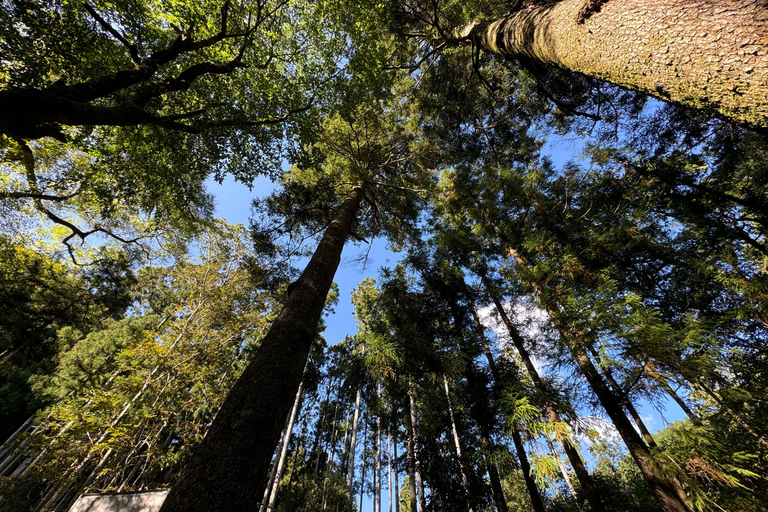 Kyoto: Kifune Shrine and the Sacred Kifune Valley Day Trip