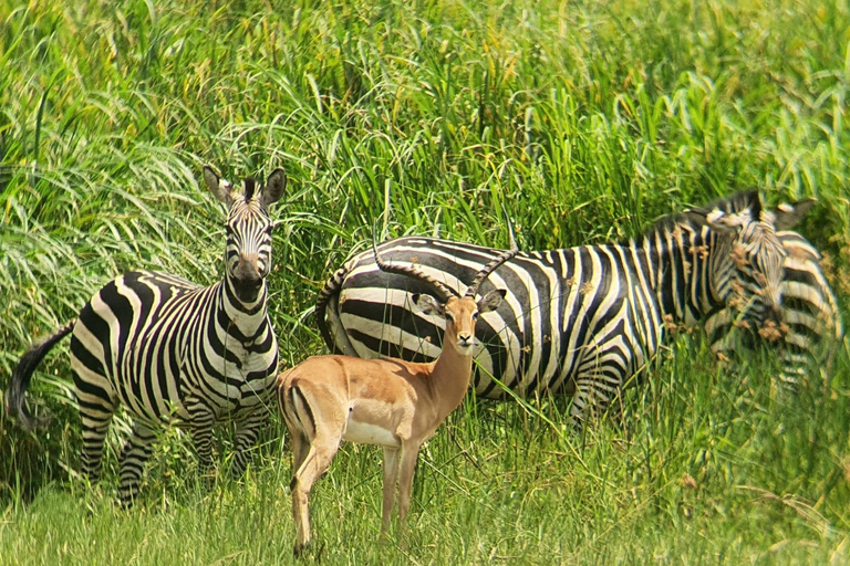 SAFÁRI DE VIDA SELVAGEM DE 9 DIAS EM UGANDA