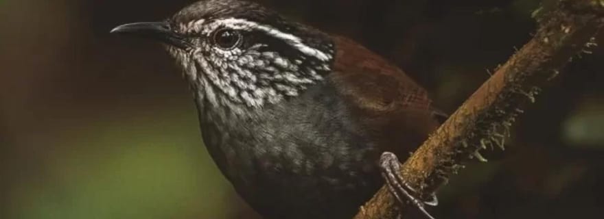 Monteverde : Randonnée guidée dans la réserve de la forêt nuageuse