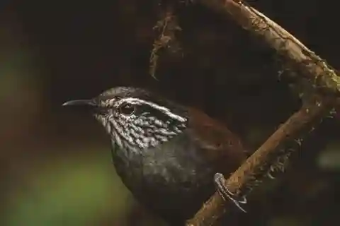 Monteverde: Cloud Forest Reserve Guided Hike