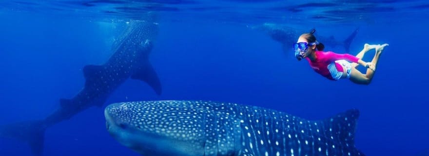 Requin-baleine à Oslob, chutes de Tumalog, chutes de Kawasan, déjeuner (privé)