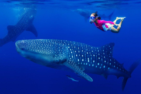 Walvishaai in Oslob, Tumalog-watervallen, Kawasan-watervallen, lunch (PRIVÉ)Oslob walvishaai, Tumalog-watervallen, Kawasan-watervallen, lunch PRIVÉ